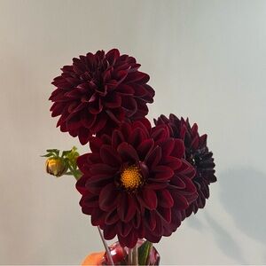 Arabian Nights Dahlia Tuber